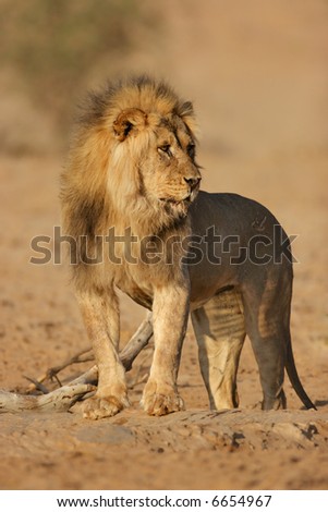 Male lion standing at waterhole; panthera leo; Kalahari desert; South Africa