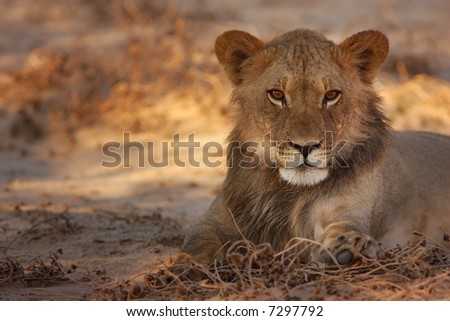 Young Lion resting in morning sun; panthera leo; Kalahari desert; South Africa