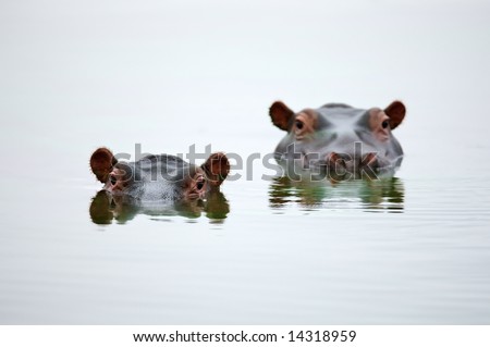 Partial Hippo faces showing above smooth water; Hippopotamus amphibius; South Africa