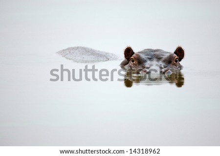 Partial Hippo face showing above smooth water; Hippopotamus amphibius; South Africa