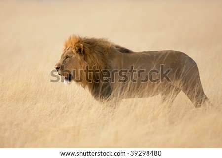 Male lion walking in the tall grass ; panthera leo