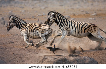 Zebras chasing one another and Guinaefowl flee out of their way ; Etosha