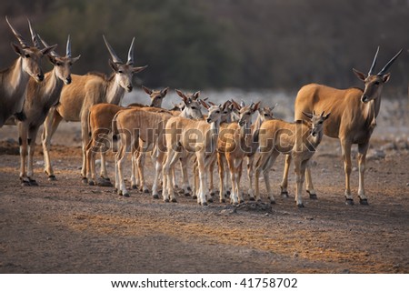 Eland herd with lots of calves standing in the middle;  Etosha