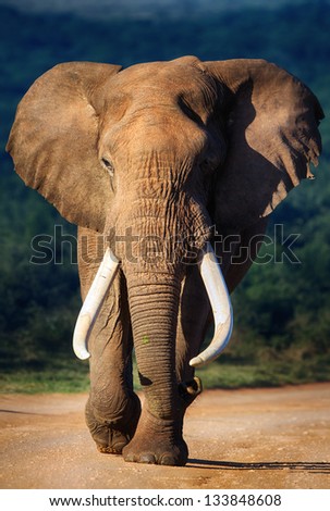 Elephant with large teeth approaching - Addo National Park