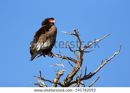 Bateleur perched on top of a tree - Kalahari Desert - South Africa