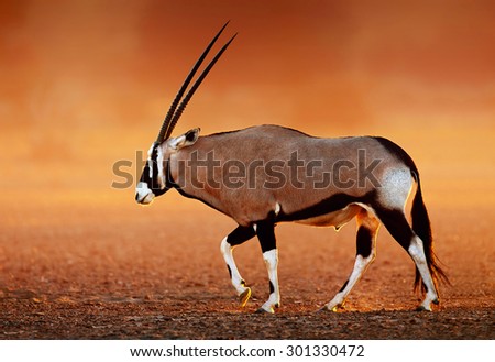 Gemsbok  ( Oryx gazella) on dusty desert plains at sunset.  Kalahari -  South Africa