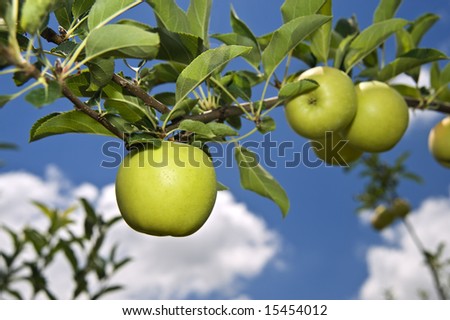 green apple on branch against blue sky