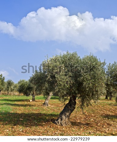 anciant  olive grove in the Galilee, Israel