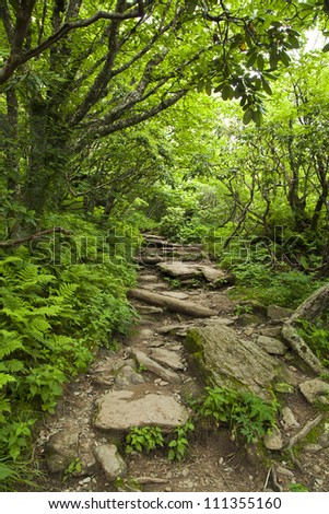 The trail on our hike cuts through the forest, providing a tunnel like affect with the trees..
