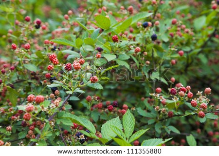 A very densely populated blackberry bush.