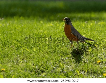 Similar – Foto Bild Rotkehlchen auf Futtersuche