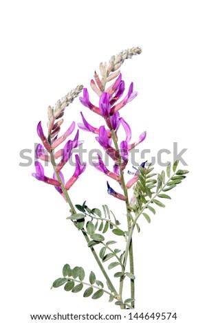 Astragalus varius isolated on white Foto stock © 