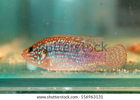 African jewelfish (Hemichromis bimaculatus) freshwater aquarium fish