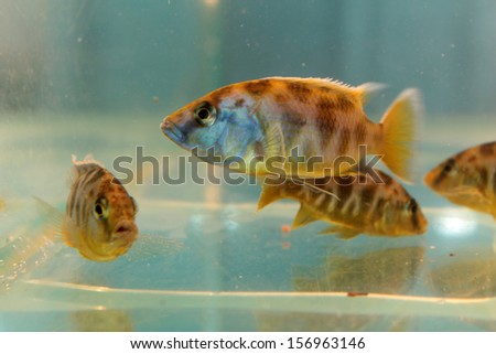 Nimbochromis venustus (Venustus Hap) freshwater aquarium fish