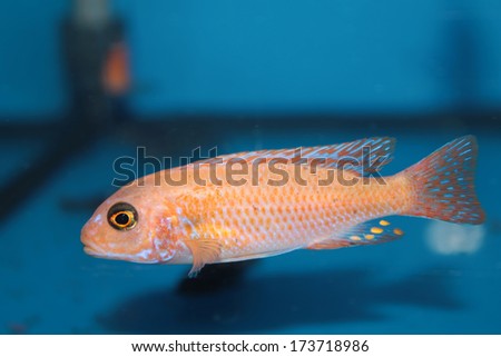 Yellow morph of zebra mbuna (Pseudotropheus zebra) aquarium fish