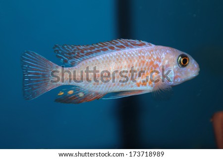 Morph of zebra mbuna (Pseudotropheus zebra) aquarium fish