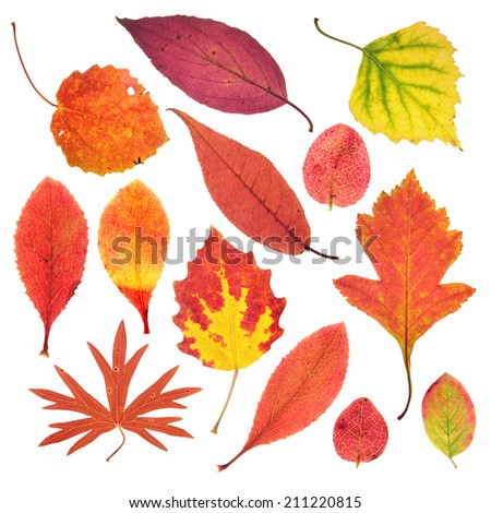 Autumn leaves isolated on white