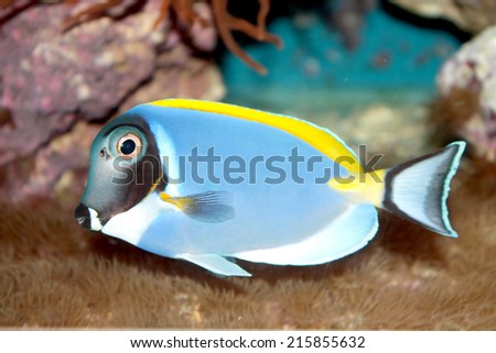 Powder Blue Tang (Acanthurus leucosternon) marine tropical fish