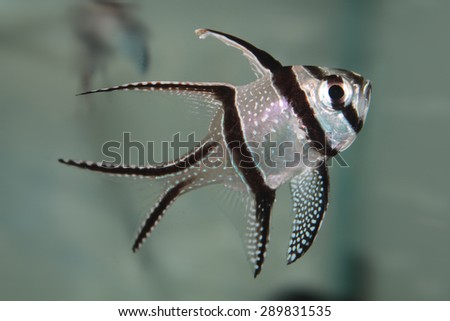 Banggai cardinalfish (Pterapogon kauderni) aquarium marine fish
