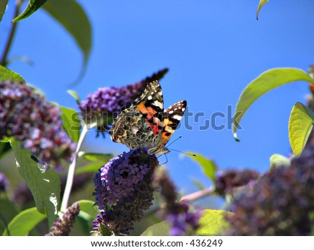 Painted Lady Butterfly (Vanessa cardui) on Butterfly Bush