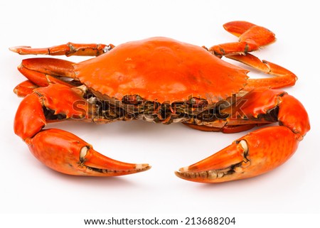 Steamed black crab in isolated on white background