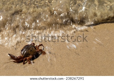 crab on beach with clean sand