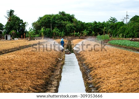 vegetable gardener  is watering vegetables in the farm , Samut sakhon, Thailand