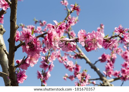Spring peach blossom against the sky background