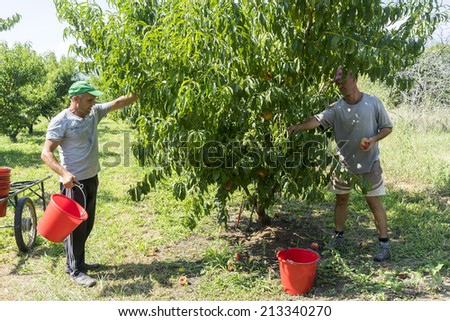 NAOUSSA GREECE- AUGUST 20 2014: Workers collecting peaches from trees at the factory of Agricultural Cooperative of Naoussa Greece. The famous \