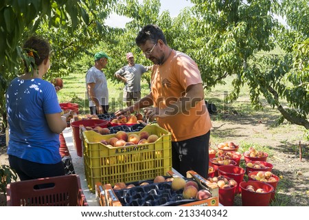NAOUSSA GREECE- AUGUST 20 2014: Workers placing ripe peaches in crates at the factory of Agricultural Cooperative of Naoussa Greece. The famous \