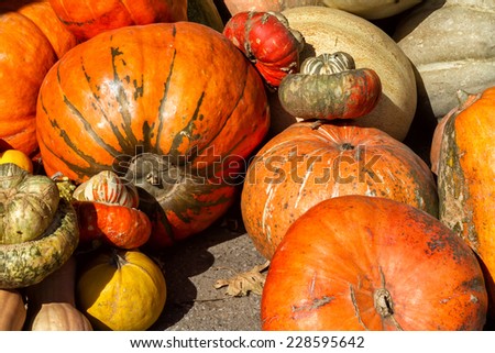Orange pumpkins in different shapes on the pumpkin patch.