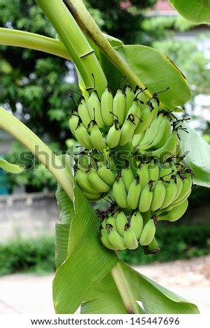 Green banana hanging on a branch of a banana tree