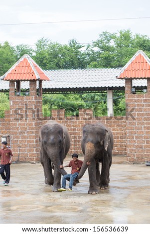 THAILAND, Kanjanaburi - SEPTEMBER 29:The show sitting on the proboscis of an elephantin an elephant show at Safari world  on September 29 2013 in Kanjanaburi, Thailand