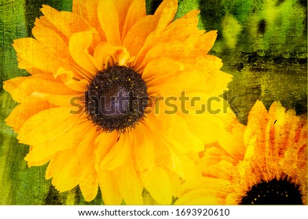 Rudbeckia Hirta 'Goldilocks' flower plant with a watercolor multi colored texture effect background