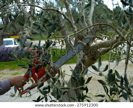 Pruning olive tree of apulia. Good agricultural practice against Xylella