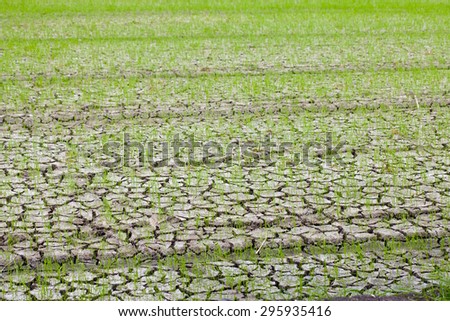 Rice plant in rice farm on crack soil