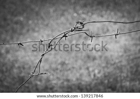 barbed wire, black-and-white photo