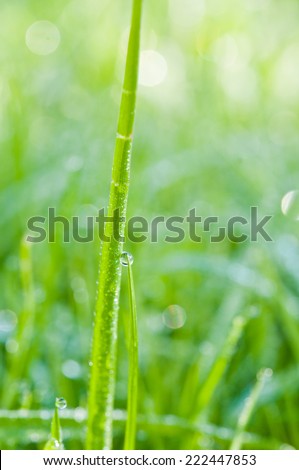 Green Nature abstract background. Fresh grass with drops dew