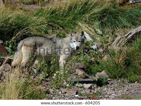 Timber Wolf Standing on Left