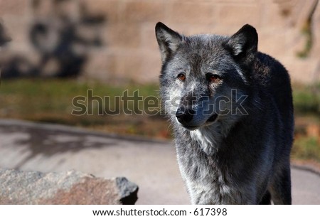 Dark Timber Wolf Standing on Right