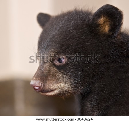 Baby Black Bear (Ursus americanus) profile - captive animal