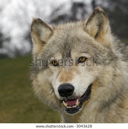 Timber Wolf (Canis lupus) head - captive animal