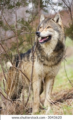 Timber Wolf (Canis lupus) stands on hill amongst brush - captive animal