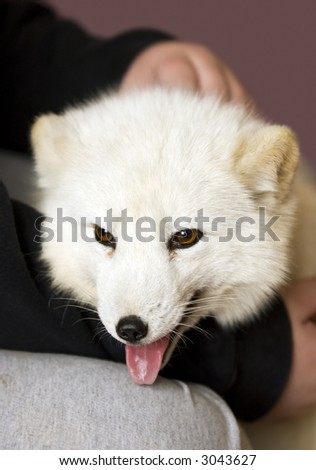 Arctic Fox (Alopex lagopus) sits on girl\'s lap - captive animal