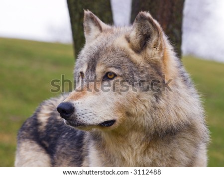 Timber Wolf (Canis lupus) profile with tree in background - captive animal