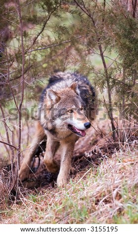 Timber Wolf (Canis lupus) runs through brush - captive animal
