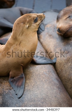 California Sea Lion (Zalophus californianus) stands on the backs of other sea lions