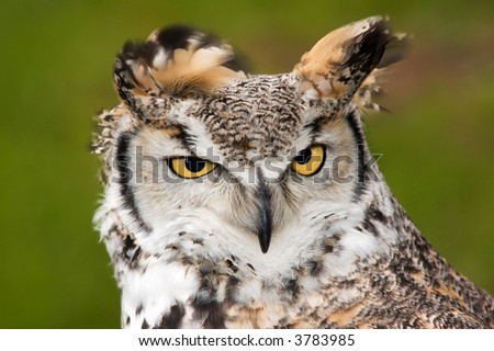 Upset Great Horned Owl (Bubo virginianus) - captive bird