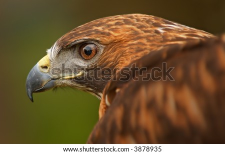 Golden Eagle (Aquila chrysaetos) Eye with Wing - captive bird - focus on eye