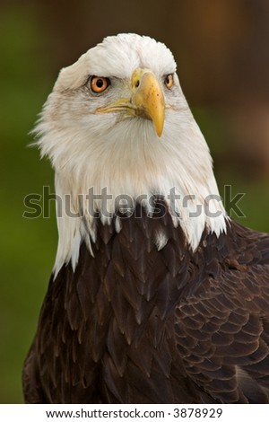 Majestic American Bald Eagle (Haliaeetus leucocephalus) - captive bird